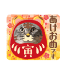 Tabby cats 年末年始2022（個別スタンプ：8）