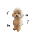 オレ、ツン。わたち、ポン。（個別スタンプ：11）