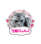 とらねこの新年のご挨拶（個別スタンプ：1）
