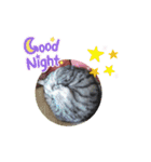 とらねこの新年のご挨拶（個別スタンプ：6）