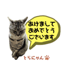 とらねこの新年のご挨拶（個別スタンプ：7）