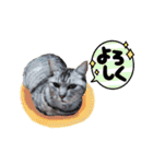 とらねこの新年のご挨拶（個別スタンプ：12）