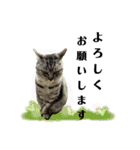とらねこの新年のご挨拶（個別スタンプ：13）