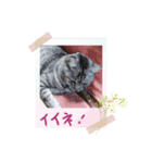 とらねこの新年のご挨拶（個別スタンプ：14）