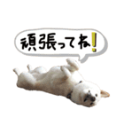 大きくなりすぎた豆柴のおもち。③（個別スタンプ：2）