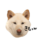 大きくなりすぎた豆柴のおもち。③（個別スタンプ：13）