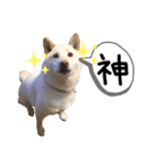 大きくなりすぎた豆柴のおもち。③（個別スタンプ：15）