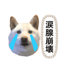 大きくなりすぎた豆柴のおもち。③（個別スタンプ：16）