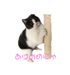 おうち猫はなちゃんのスタンプ 正月2022（個別スタンプ：1）