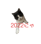 おうち猫はなちゃんのスタンプ 正月2022（個別スタンプ：2）