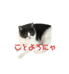 おうち猫はなちゃんのスタンプ 正月2022（個別スタンプ：3）