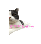 おうち猫はなちゃんのスタンプ 正月2022（個別スタンプ：5）