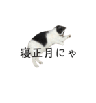 おうち猫はなちゃんのスタンプ 正月2022（個別スタンプ：6）
