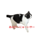 おうち猫はなちゃんのスタンプ 正月2022（個別スタンプ：7）