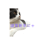 おうち猫はなちゃんのスタンプ 正月2022（個別スタンプ：8）