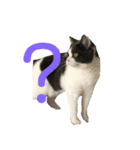 おうち猫はなちゃんのスタンプ 正月2022（個別スタンプ：9）