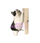 おうち猫はなちゃんのスタンプ 正月2022（個別スタンプ：10）