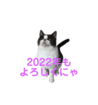 おうち猫はなちゃんのスタンプ 正月2022（個別スタンプ：14）