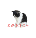 おうち猫はなちゃんのスタンプ 正月2022（個別スタンプ：15）