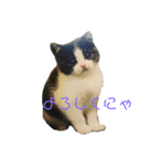 おうち猫はなちゃんのスタンプ 正月2022（個別スタンプ：16）