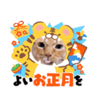 ガッシーねこーずいろいろスタンプ（個別スタンプ：1）