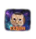ガッシーねこーずいろいろスタンプ（個別スタンプ：7）