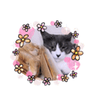 ガッシーねこーずいろいろスタンプ（個別スタンプ：8）