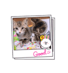 ガッシーねこーずいろいろスタンプ（個別スタンプ：14）