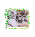 ガッシーねこーずいろいろスタンプ（個別スタンプ：15）