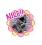 ガッシーねこーずいろいろスタンプ（個別スタンプ：18）