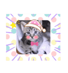 ガッシーねこーずいろいろスタンプ（個別スタンプ：21）