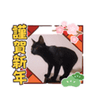 ガッシーねこーずいろいろスタンプ（個別スタンプ：22）