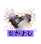 ガッシーねこーずいろいろスタンプ（個別スタンプ：23）