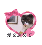 ガッシーねこーずいろいろスタンプ（個別スタンプ：24）