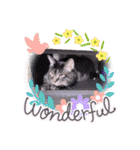 ガッシーねこーずいろいろスタンプ（個別スタンプ：25）
