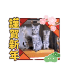 ガッシーねこーずいろいろスタンプ（個別スタンプ：27）