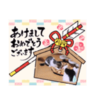 ガッシーねこーずいろいろスタンプ（個別スタンプ：28）