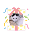 ガッシーねこーずいろいろスタンプ（個別スタンプ：30）