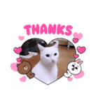 ガッシーねこーずいろいろスタンプ（個別スタンプ：31）