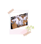 ガッシーねこーずいろいろスタンプ（個別スタンプ：32）
