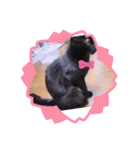 ガッシーねこーずいろいろスタンプ（個別スタンプ：33）