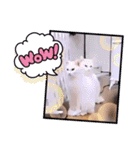 ガッシーねこーずいろいろスタンプ（個別スタンプ：36）