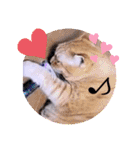 ガッシーねこーずいろいろスタンプ（個別スタンプ：40）