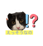 うちの猫達だお（個別スタンプ：2）