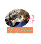 うちの猫達だお（個別スタンプ：3）