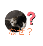 うちの猫達だお（個別スタンプ：7）