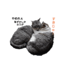 ととここあ猫スタンプ3(ベイビー)（個別スタンプ：1）