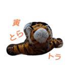 ととここあ猫スタンプ3(ベイビー)（個別スタンプ：5）