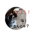 ととここあ猫スタンプ3(ベイビー)（個別スタンプ：8）