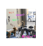 トイプードルとマルプーの日常2（個別スタンプ：2）